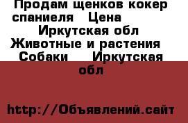 Продам щенков кокер спаниеля › Цена ­ 5 000 - Иркутская обл. Животные и растения » Собаки   . Иркутская обл.